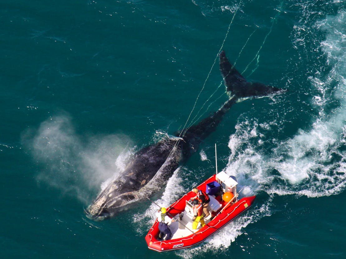 North Atlantic right whale researchers